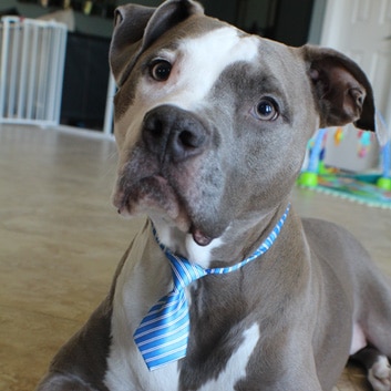 Dog Fashion Ties